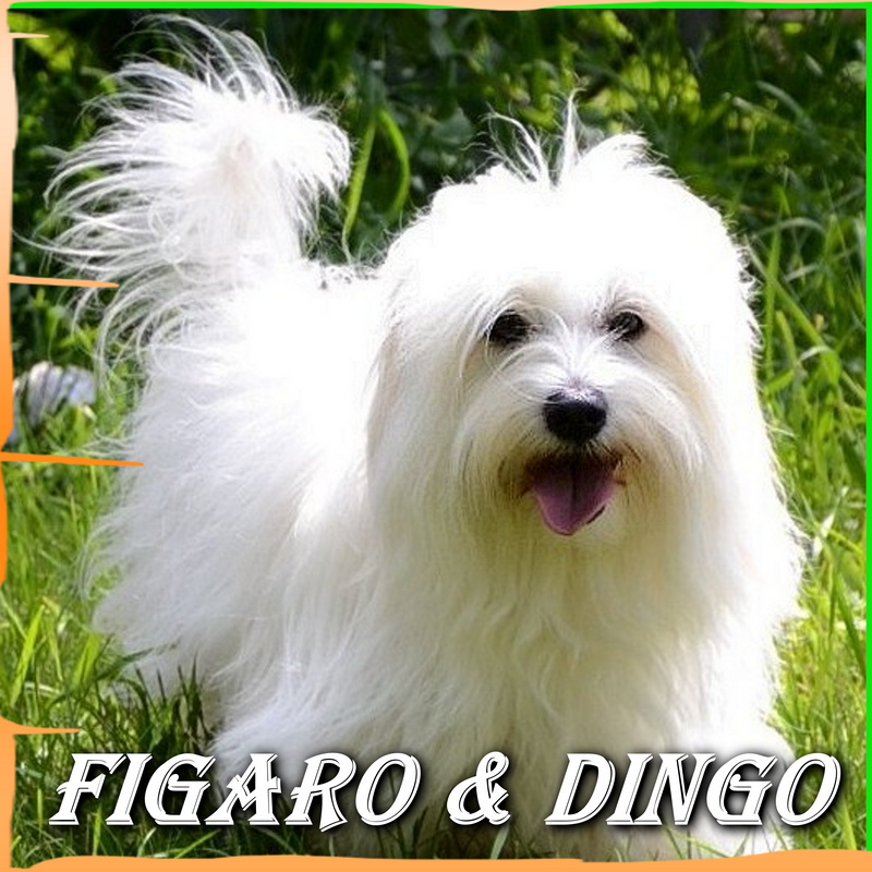 Coton de Tulear Carolain Figaro & Dingo COTON DE TULEAR