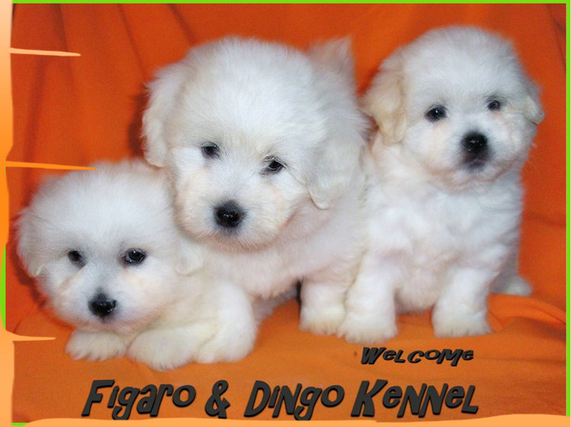 COTON de  Tulear