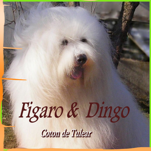 Coton de Tulear King-Karl Figaro & Dingo COTON DE TULEAR King-Karl Figaro & Dingo