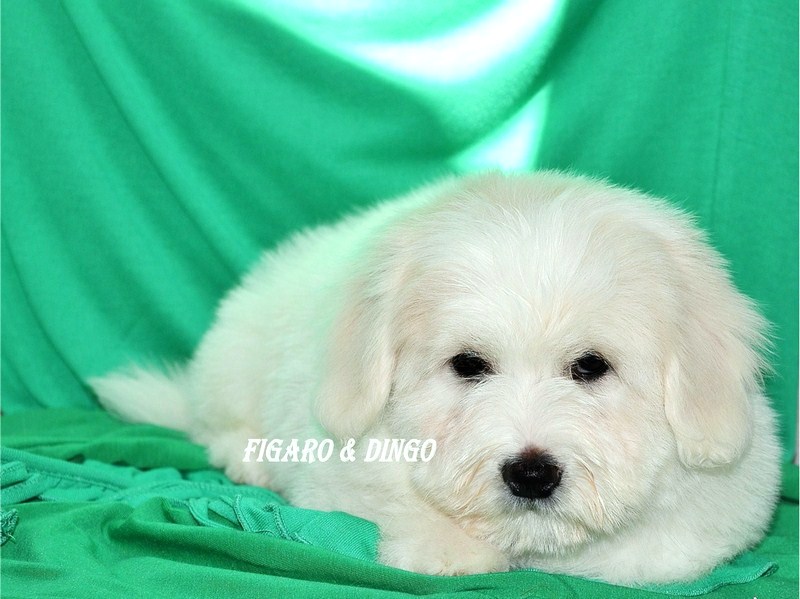 Mladički Coton de Tular legla f in leglo a COTON DE TULEAR