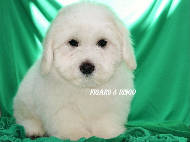 Mladički Coton de Tular legla f in leglo a COTON DE TULEAR