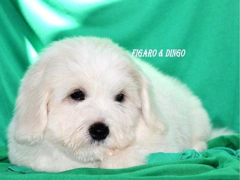 Mladički Coton de Tular legla f in leglo a COTON DE TULEAR