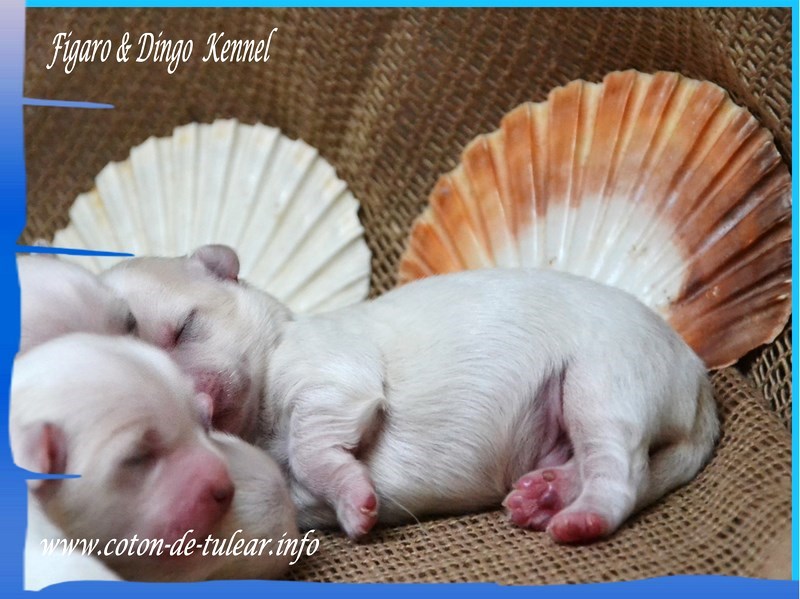 Coton de Tulear Psarna Figaro & Dingo COTON DE TULEAR