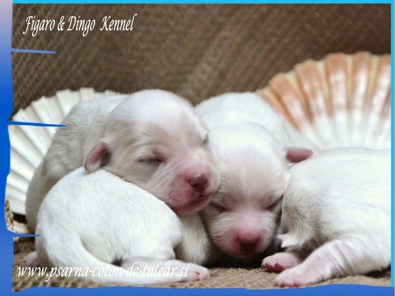 Coton de Tulear Psarna Figaro & Dingo COTON DE TULEAR