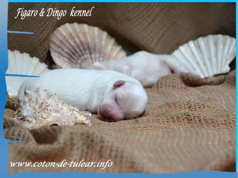 Coton de Tulear Psarna Figaro & Dingo COTON DE TULEAR
