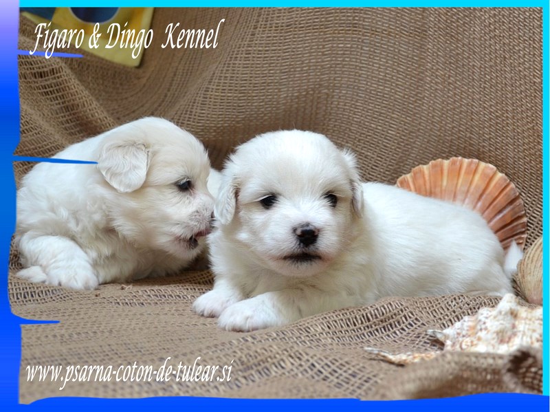 Coton de Tulear Psarna Figaro & Dingo COTON DE TULEAR