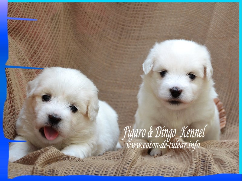 Coton de Tulear Psarna Figaro & Dingo COTON DE TULEAR