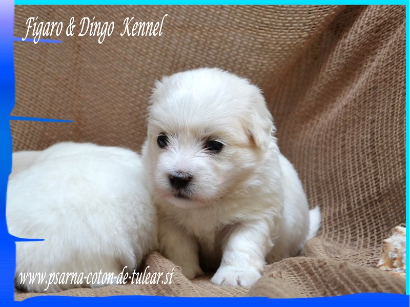 Coton de Tulear Psarna Figaro & Dingo COTON DE TULEAR