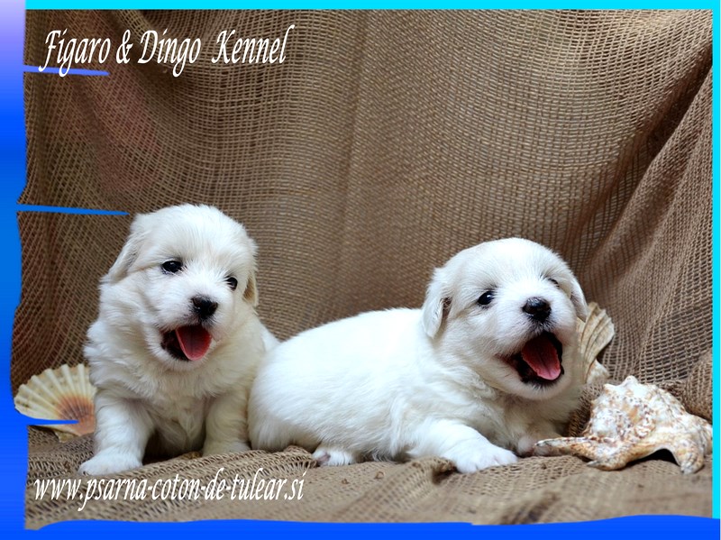 Coton de Tulear Psarna Figaro & Dingo COTON DE TULEAR