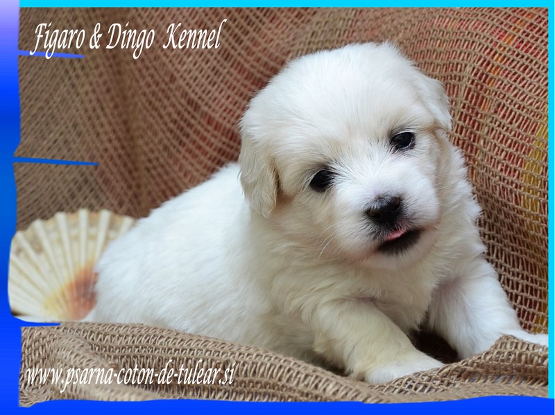 Coton de Tulear Psarna Figaro & Dingo COTON DE TULEAR