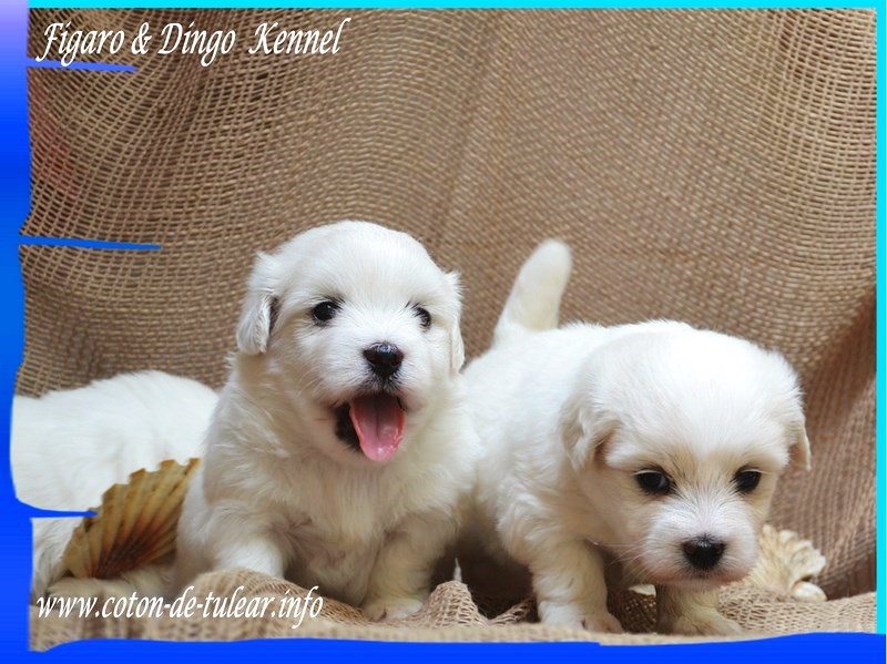 Coton de Tulear Psarna Figaro & Dingo COTON DE TULEAR