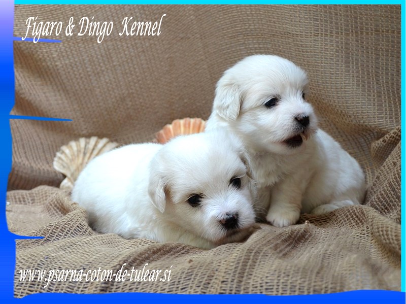 Coton de Tulear Psarna Figaro & Dingo COTON DE TULEAR