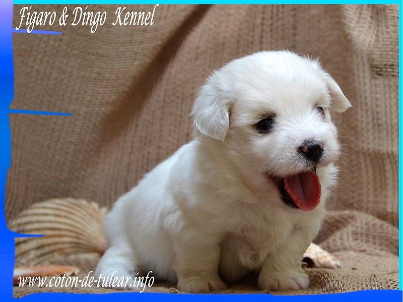 Coton de Tulear Psarna Figaro & Dingo COTON DE TULEAR