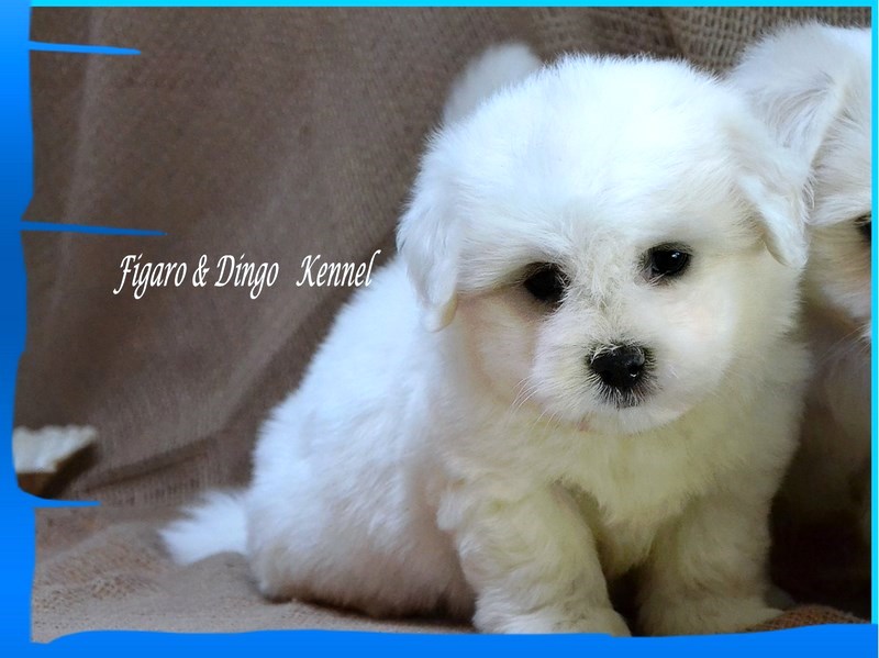 Coton de Tulear Psarna Figaro & Dingo COTON DE TULEAR