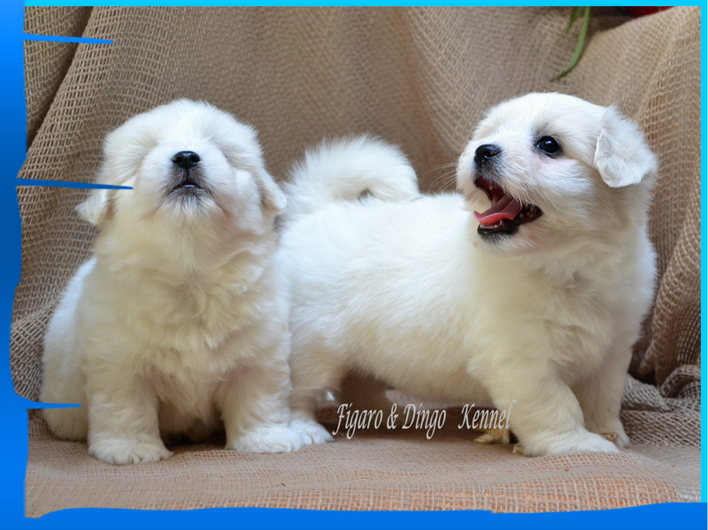 Coton de Tulear Psarna Figaro & Dingo COTON DE TULEAR
