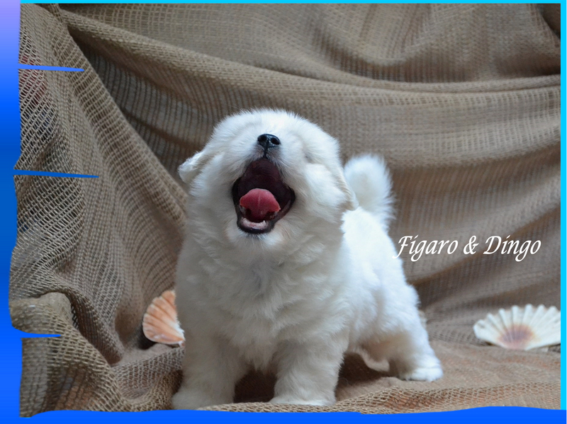 Coton de Tulear Psarna Figaro & Dingo COTON DE TULEAR