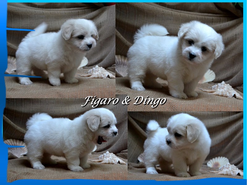 Coton de Tulear Psarna Figaro & Dingo COTON DE TULEAR