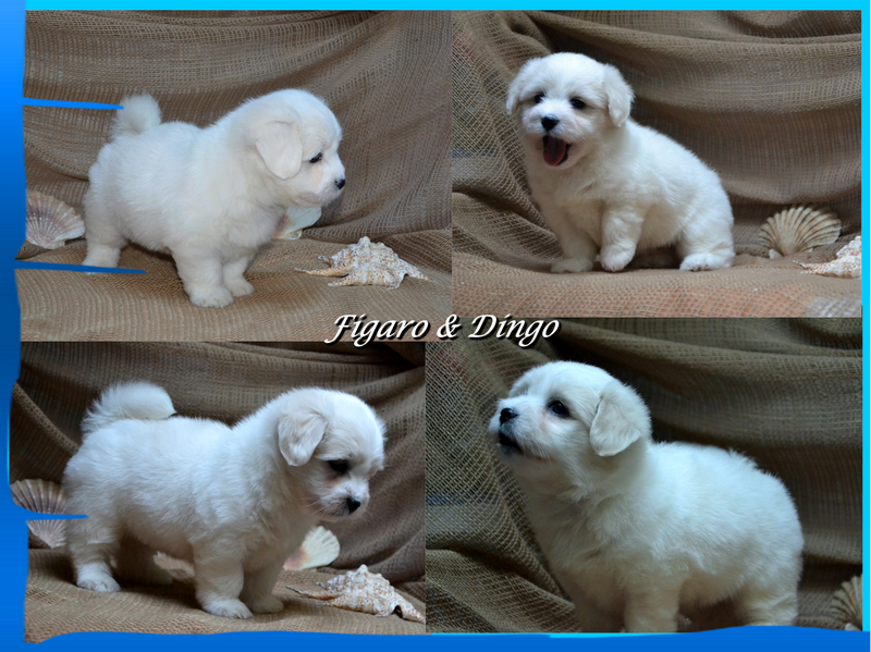 Coton de Tulear Psarna Figaro & Dingo COTON DE TULEAR