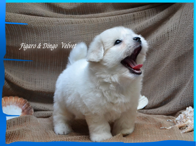 Coton de Tulear Psarna Figaro & Dingo COTON DE TULEAR