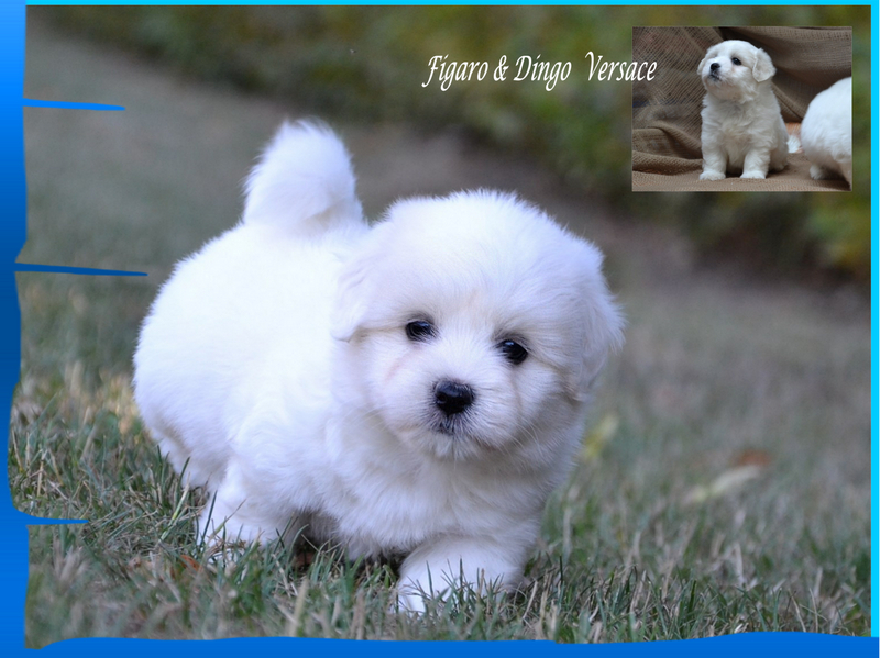 Coton de Tulear Psarna Figaro & Dingo COTON DE TULEAR