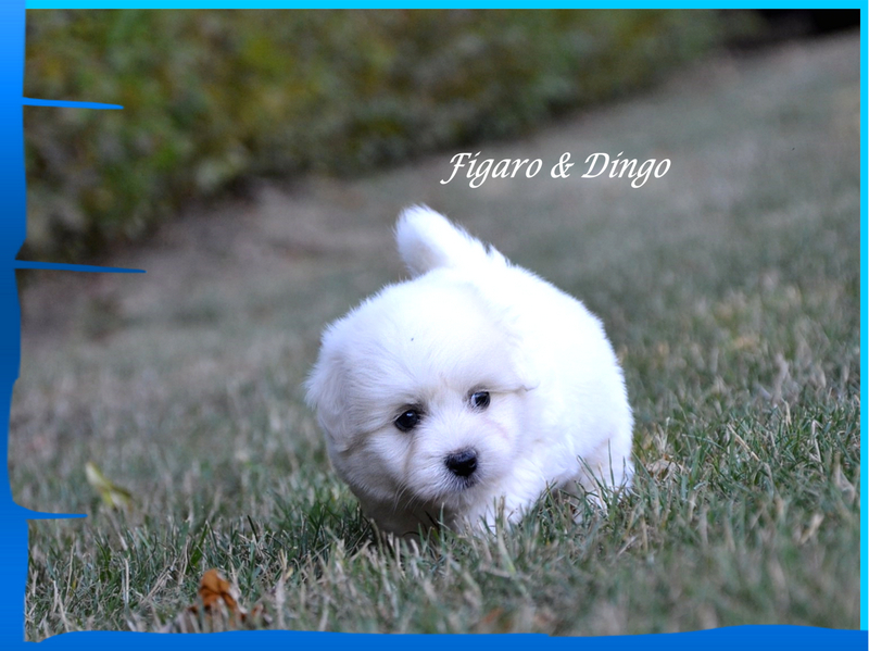 Coton de Tulear Psarna Figaro & Dingo COTON DE TULEAR