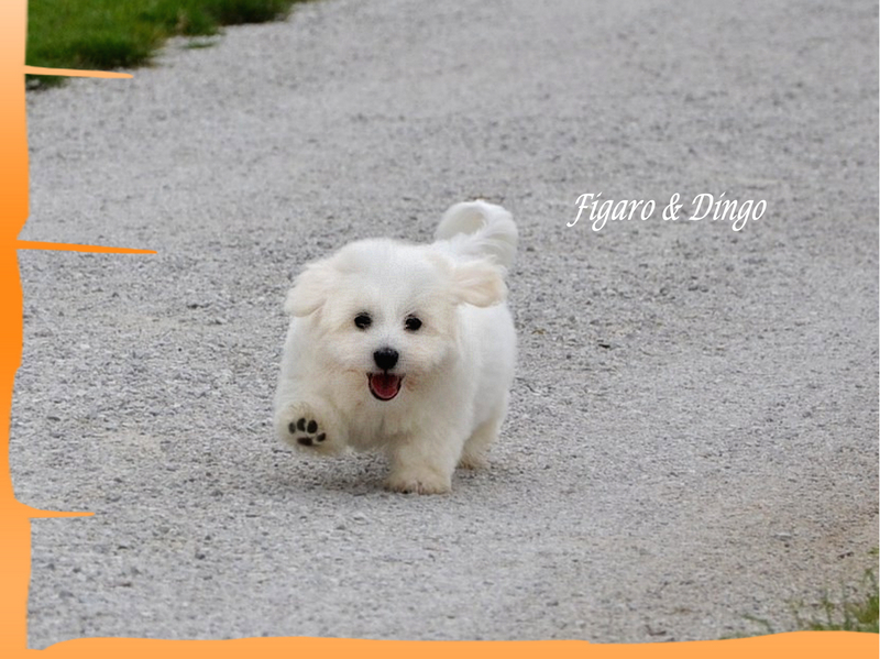 Coton de Tulear Psarna Figaro & Dingo COTON DE TULEAR