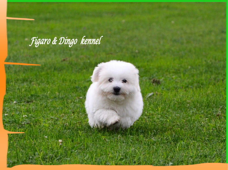 Coton de Tulear Psarna Figaro & Dingo COTON DE TULEAR