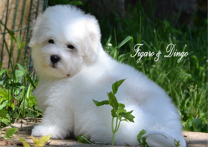 Mladički Coton de Tular legla f in leglo a COTON DE TULEAR