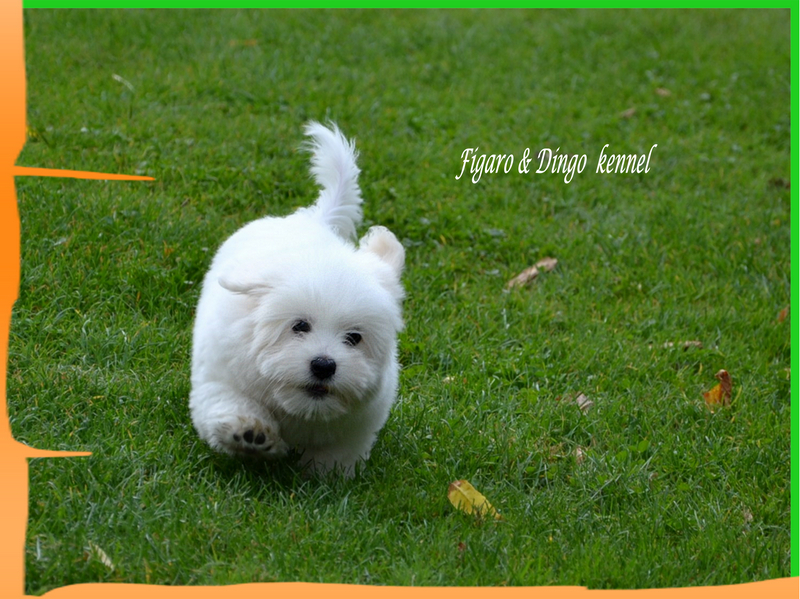 Coton de Tulear Psarna Figaro & Dingo COTON DE TULEAR