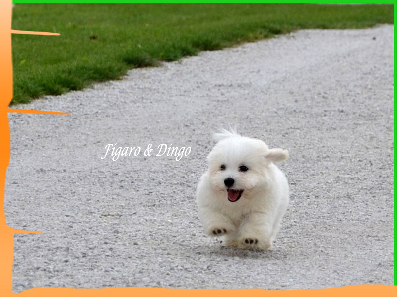 Coton de Tulear Psarna Figaro & Dingo COTON DE TULEAR