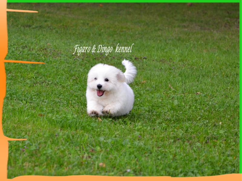 Coton de Tulear Psarna Figaro & Dingo COTON DE TULEAR