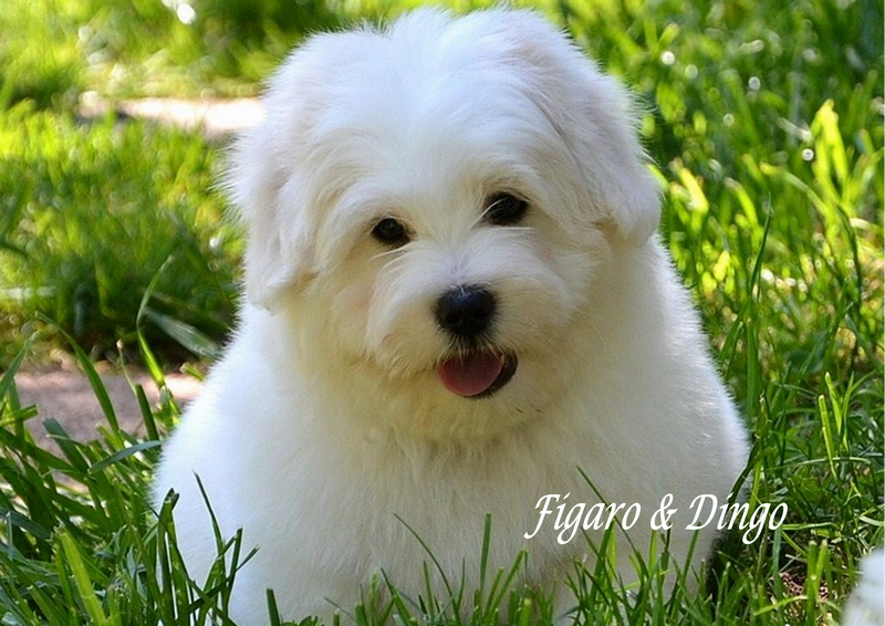 Mladički Coton de Tular legla f in leglo a COTON DE TULEAR
