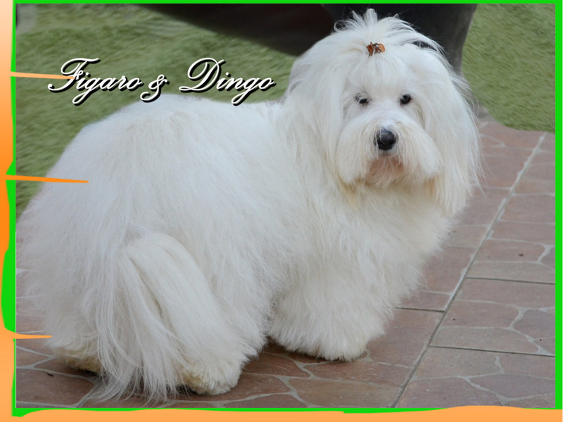 COTON DE TULEAR FELICIJA FIGARO & DINGO