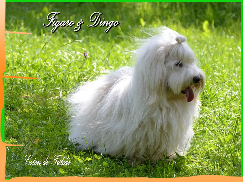 Coton de Tulear Carolain Tulear Felicija Figaro & Dingo COTON DE TULEAR