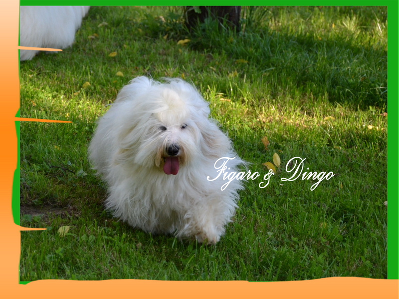 Coton de Tulear Carolain Tulear Felicija Figaro & Dingo COTON DE TULEAR