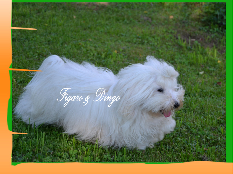 Coton de Tulear Carolain Tulear Felicija Figaro & Dingo COTON DE TULEAR
