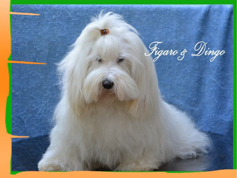 Coton de Tulear Carolain Tulear Felicija Figaro & Dingo COTON DE TULEAR