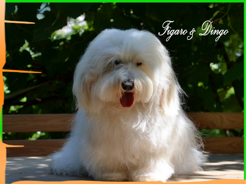 Coton de Tulear Carolain Tulear Felicija Figaro & Dingo COTON DE TULEAR