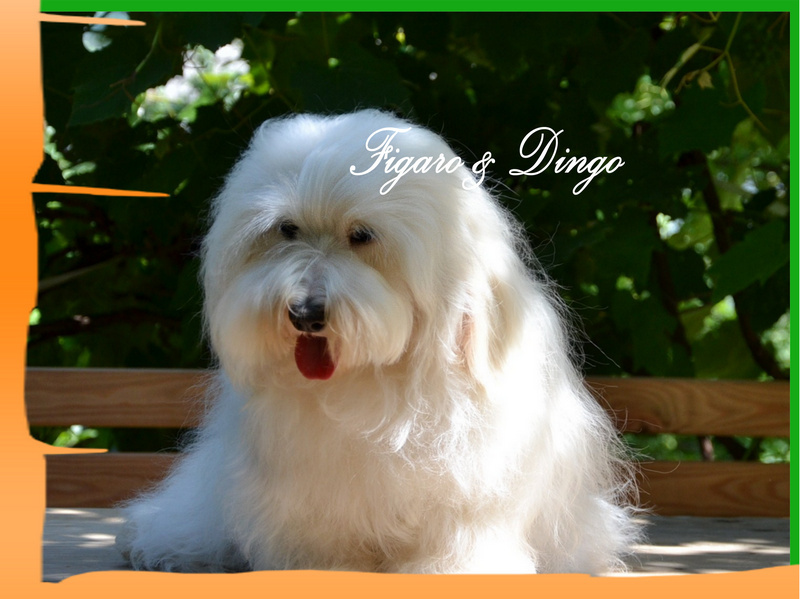 Coton de Tulear Carolain Tulear Felicija Figaro & Dingo COTON DE TULEAR