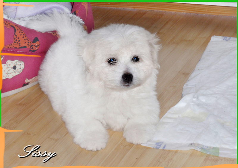Coton de Tulear