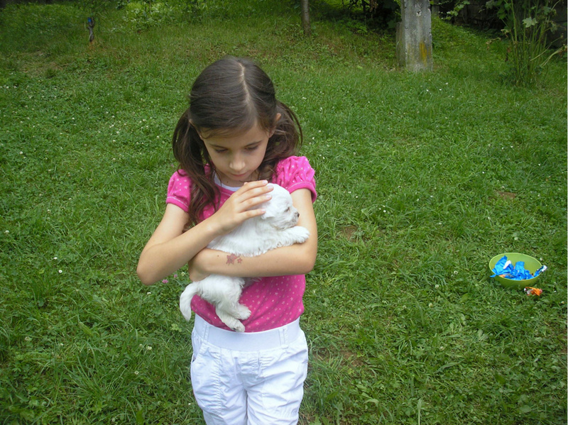 Otroci iz O.š. Jurija Vege Moravče COTON DE TULEAR