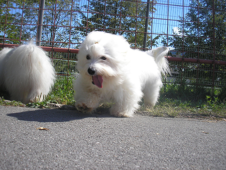 COTON de Tulear